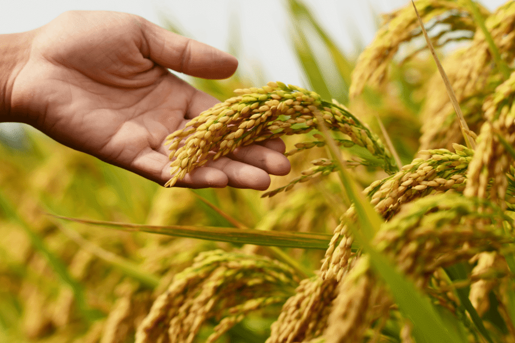 Crop-Yeilds Crop Yeilds Image