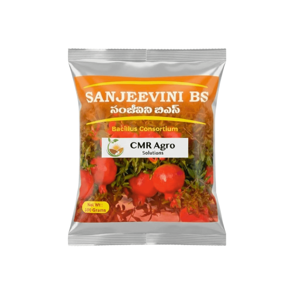 Sanjeevini BS - Product Image